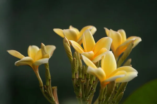 Sarı Frangipani Çiçeklerinin Seçici Odak Noktası — Stok fotoğraf