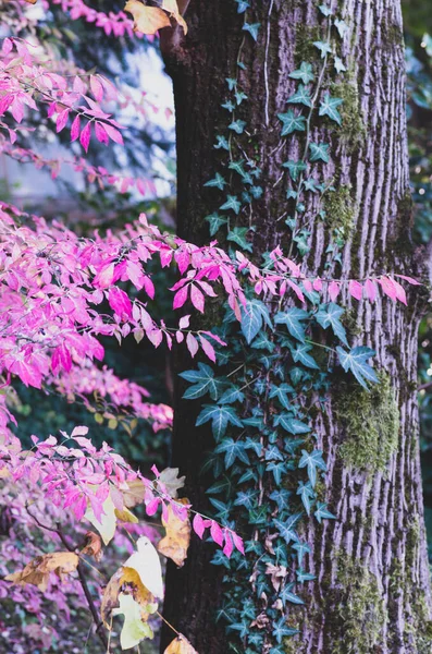 Pembe Yapraklı Bir Ağaç Ağaç Gövdesindeki Sarmaşık Tırmanışı Bitkisi — Stok fotoğraf