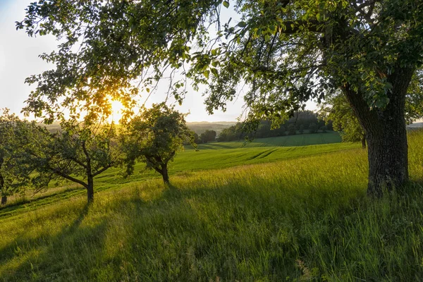Mesmerizing Scenery Green Trees Sunset — Stock fotografie
