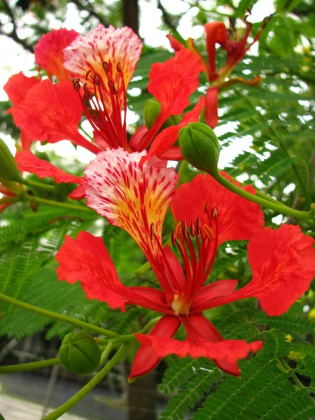 Närbild Flamma Träd Blommor — Stockfoto