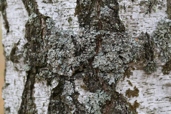 Lišejník Usnea Který Roste Větvi Stromu — Stock fotografie