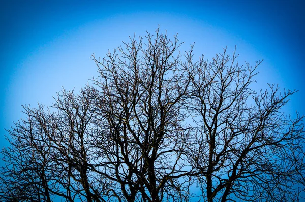 Eine Flache Aufnahme Der Äste Eines Baumes Unter Blauem Himmel — Stockfoto