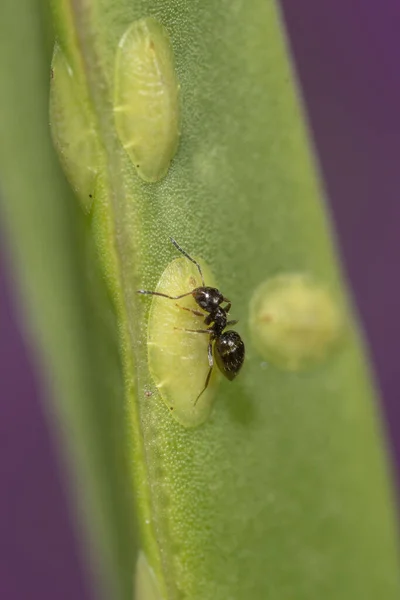 Tiro Vertical Uma Formiga Braquimirmex Uma Planta Verde — Fotografia de Stock