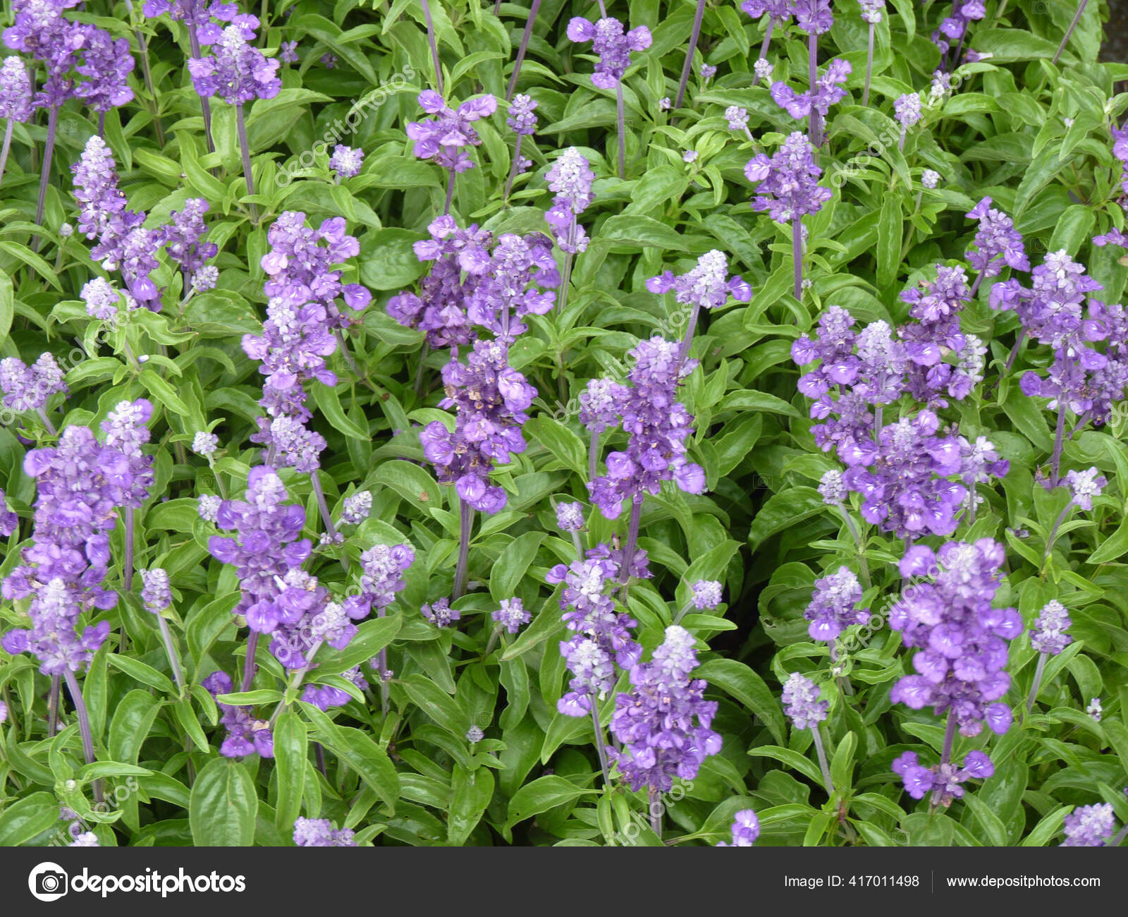 95 Salvia Divinorum Stock Photos Free Royalty Free Salvia Divinorum Images Depositphotos