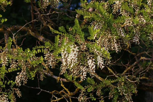 Closeup Shot Acacia — Stock Photo, Image