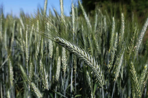 畑で育つ小麦の緑の耳 — ストック写真
