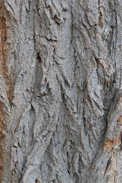 Eine Vertikale Baumstammtextur Für Hintergründe — Stockfoto