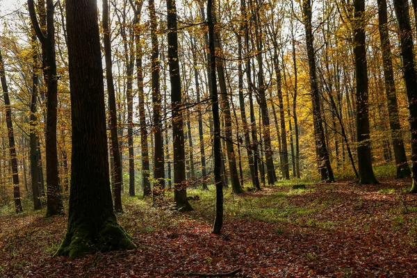 Les Pokrytý Stromy Pod Slunečním Světlem Podzim Ideální Pro Tapety — Stock fotografie