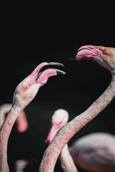 Egy Közeli Felvétel Két Gyönyörű Flamingóról — Stock Fotó