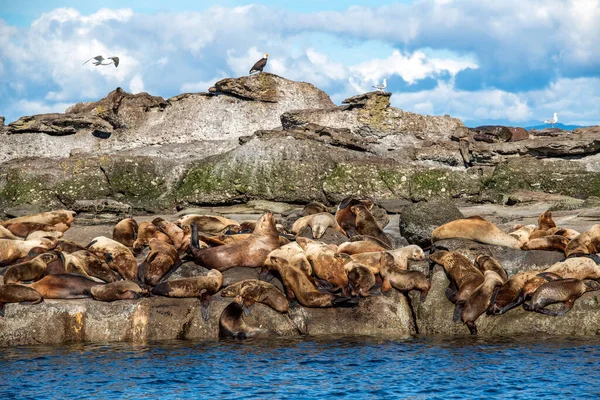 Los Lobos Marinos Estelares Isla Hornby Durante Día Vancouver Canadá — Foto de Stock