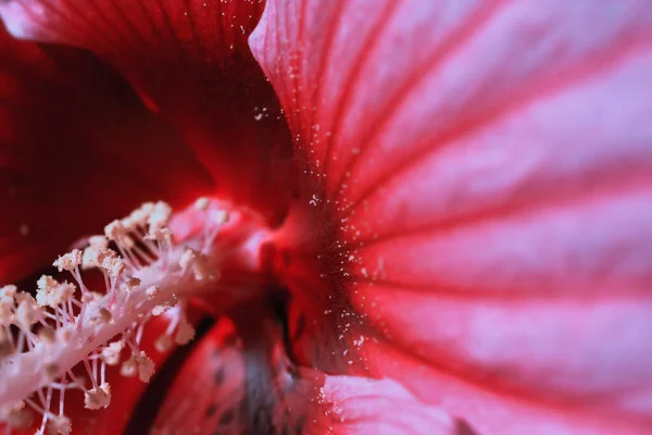 Крупним Планом Знімок Пилку Пелюсток Рожевій Квітці — стокове фото