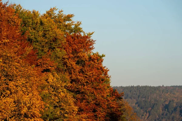Autumn Landscape Colorful Foliage Sweden Trees Branches Green Orange Yellow — ストック写真