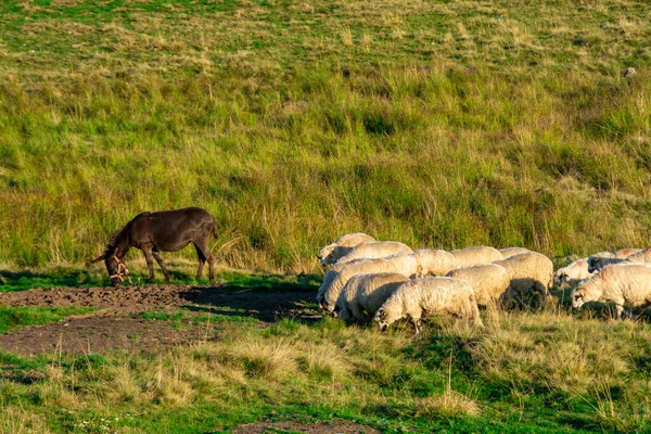 Una Manada Ovejas Burro Bebiendo Agua Pasto Durante Día —  Fotos de Stock