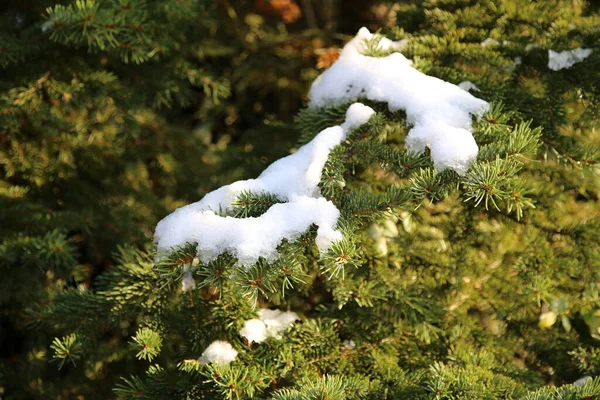 Eine Nahaufnahme Von Schnee Auf Einer Kiefer — Stockfoto