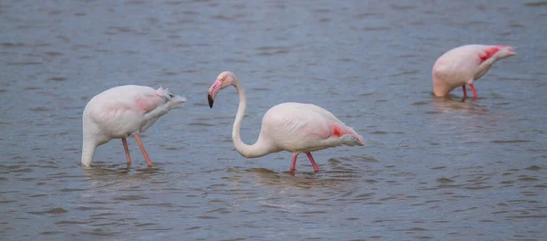 Closeup Three Greater Flamingoes Water Blurry Background — Stock Photo, Image