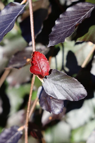 Disparo Vertical Una Planta Haya Cobre — Foto de Stock