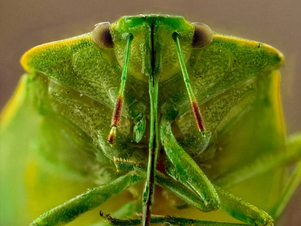 Makro Ujęcie Zielonego Owada — Zdjęcie stockowe