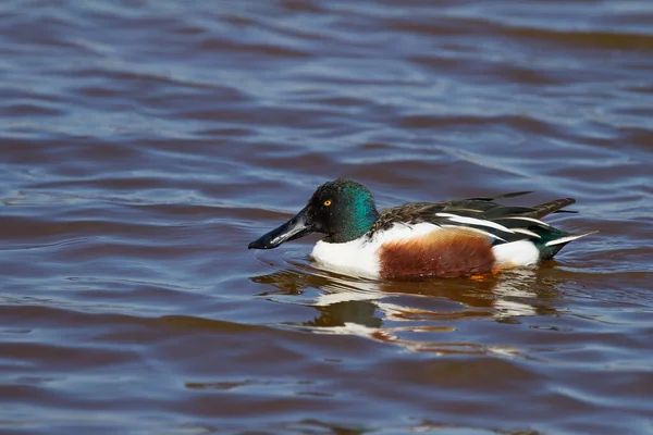 Een Mannelijke Schepper Eend Zwemmen Bij Een Meer — Stockfoto