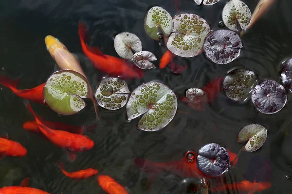 Sebuah Gambar Close Yang Indah Atas Gambar Ikan Koi Berenang — Stok Foto