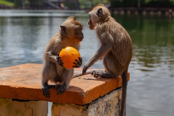Lindo Macaco Cola Larga Comiendo Frutas Mauricio —  Fotos de Stock