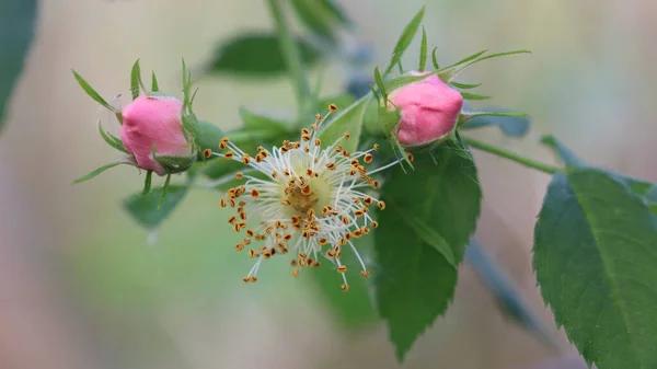 Primer Plano Rosa Silvestre Rosa Brotes — Foto de Stock