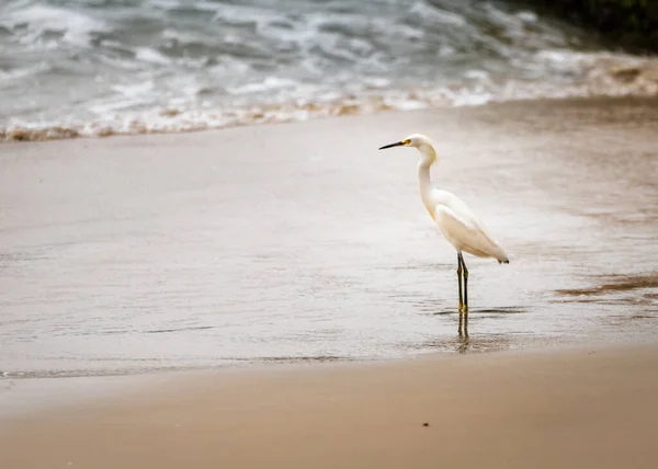 White Egret Standing Sandy Shore — Stock Photo, Image