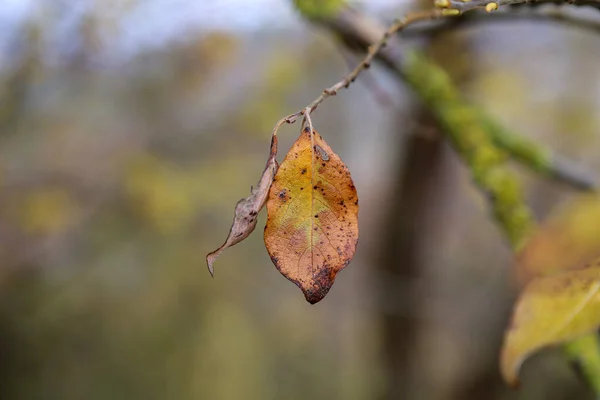 Ultima Foglia Gialla Sul Ramo Dell Albero Autunno — Foto Stock