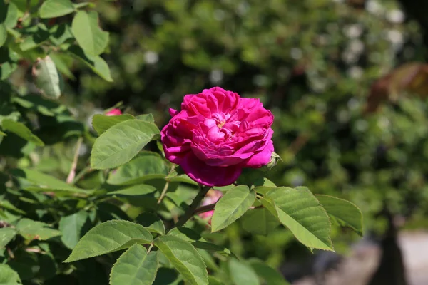 Primer Plano Una Linda Rosa Bajo Luz Del Sol — Foto de Stock