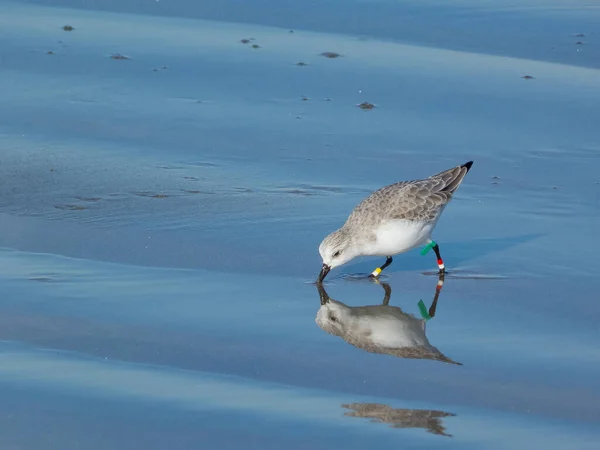 足にリグで食べ物を探しているかわいいサンダリング鳥のクローズアップショット — ストック写真