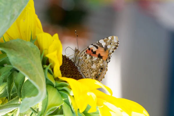 Una Bella Foto Una Farfalla Dipinta Girasole — Foto Stock