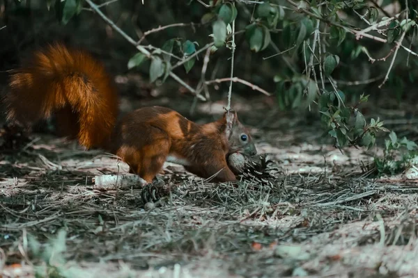 Selective Focus Shot Cute Squirrel Forest — Stock Photo, Image