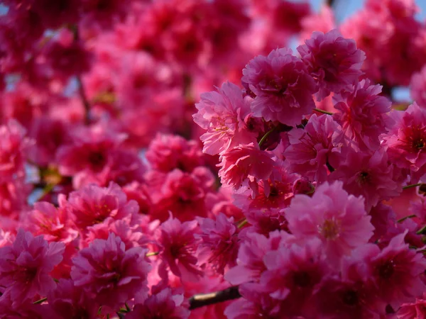 Closeup Shot Pink Cherry Blossoms — Stock Photo, Image