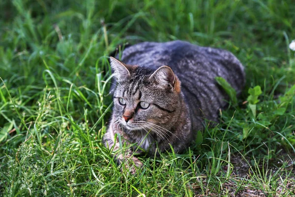 草の上の縞模様の猫のクローズアップショット — ストック写真