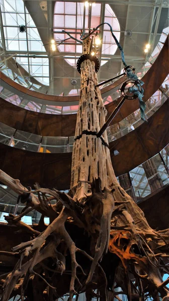 バルセロナ スペイン 2018年8月21日 バルセロナの博物館から下記のコスモカイサの木 — ストック写真