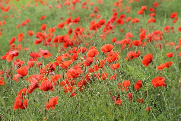 Primer Plano Tulipanes Rojos — Foto de Stock