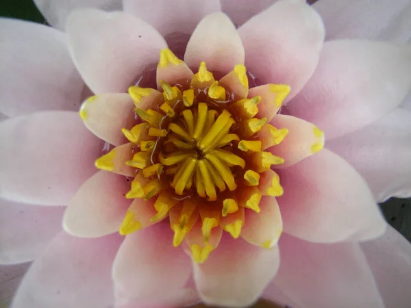 Une Macro Vue Dessus Lotus Sacré — Photo