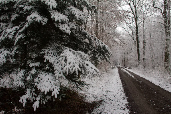森林里一条被树木环绕的雪地小径 — 图库照片