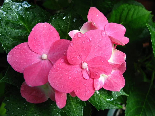 Close Flores Forever Pink Hydrangea Com Gotas Chuva Superfície — Fotografia de Stock