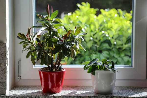 창턱에 화분에 아름다운 식물들 — 스톡 사진
