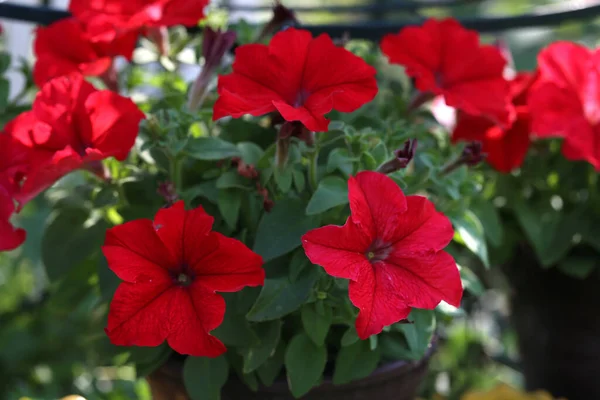 Een Close Shot Van Schattige Petunias Onder Het Zonlicht — Stockfoto