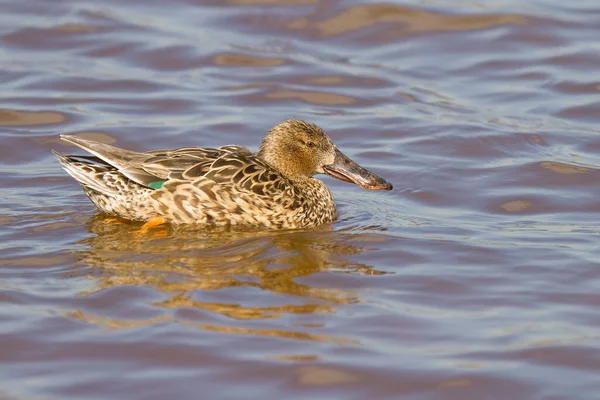 Pato Pala Hembra Nadando Lago — Foto de Stock