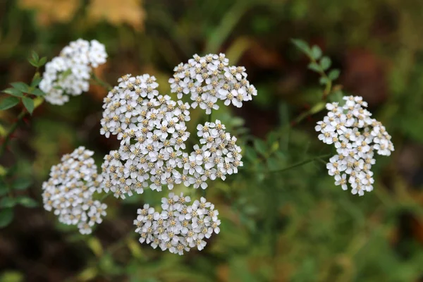 Een Close Shot Van Kleine Witte Wilde Bloemen — Stockfoto