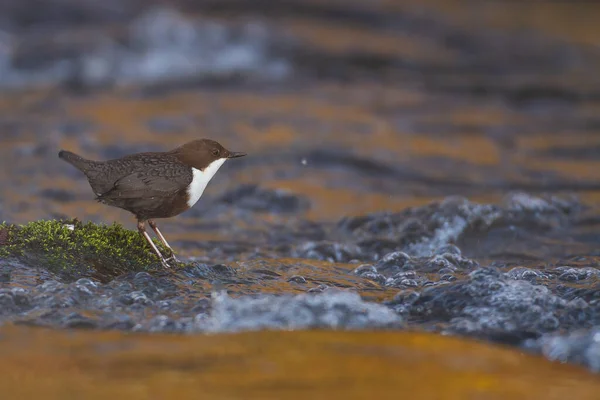 Gros Plan Oiseau Plongeur — Photo