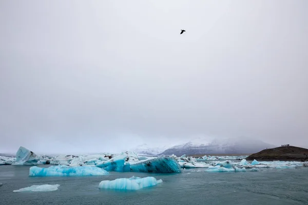 Een Meeuw Vliegt Boven Ijsbergbrokken Jokulsarlon Ijsland — Stockfoto