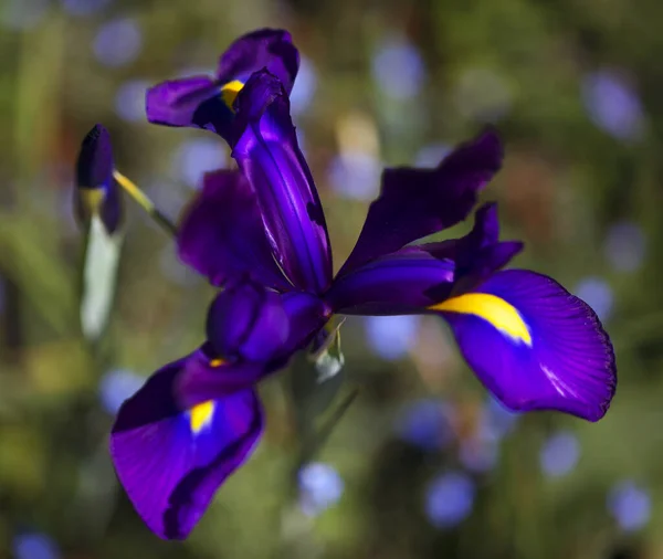 Primer Plano Una Flor Iris Púrpura Floreciente —  Fotos de Stock