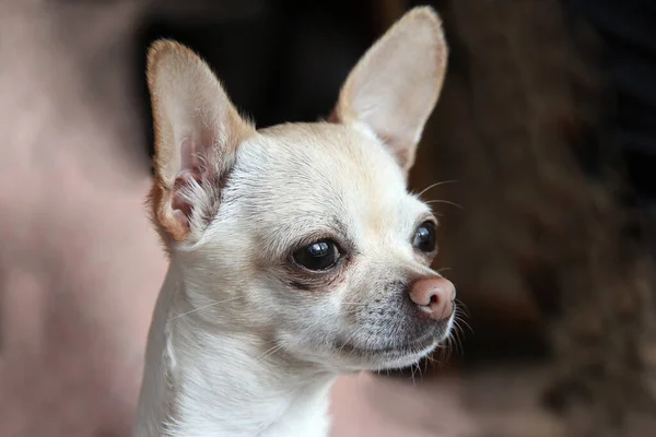 Eine Nahaufnahme Des Entzückenden Weißen Chihuahua — Stockfoto