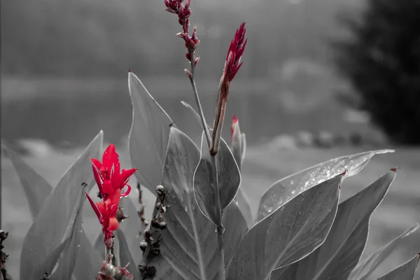 Bahçede Kırmızı Renkli Bir Çiçekle Gri Tonda Bir Fotoğraf — Stok fotoğraf