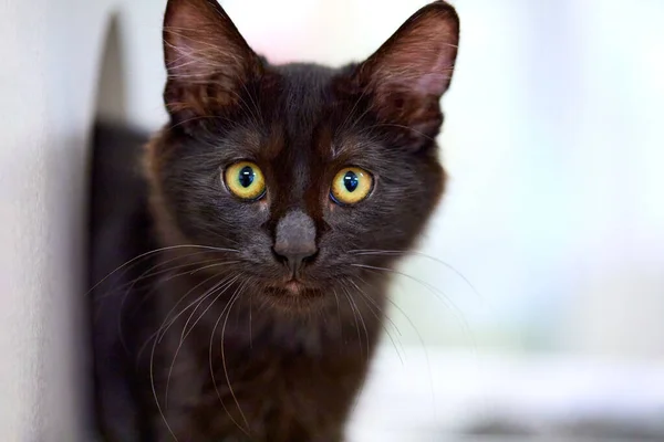 Selective Focus Shot Adorable Black Kitten Bright Eyes Peeking — Stock Photo, Image
