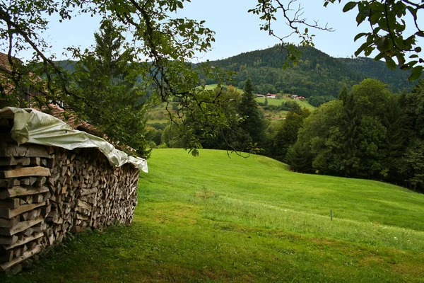 Long Green Field Surrounded Greens Trees — Stock Photo, Image