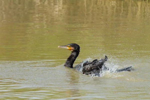 Primo Piano Cormorano Nell Acqua — Foto Stock